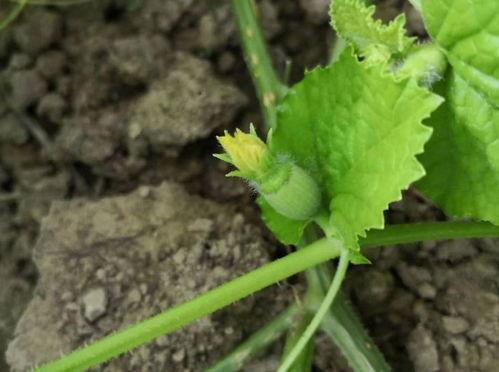 金瓜吃瓜视,揭秘网络红人的崛起之路