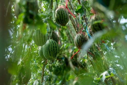 吃瓜飞,揭秘娱乐圈背后的那些事儿