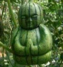 明和搭车吃瓜,一场别开生面的旅途体验