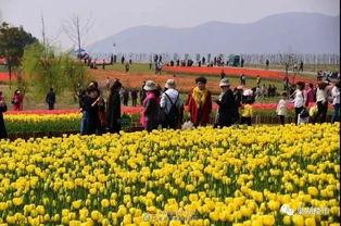 郁金香吃瓜视频,揭秘网红美食背后的故事