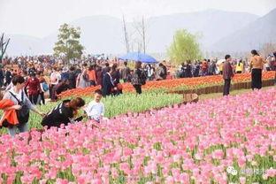 郁金香吃瓜视频,揭秘网红美食背后的故事