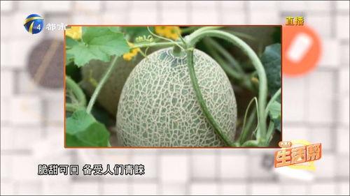 哈密瓜适合经期吃吗,经期适宜食用哈密瓜的益处与注意事项