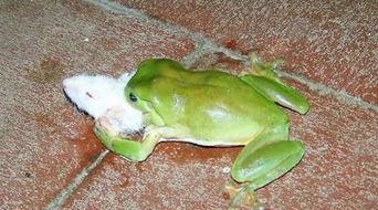 青蛙街头吃瓜,瓜果飘香引众人围观