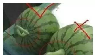 小酷吃瓜,揭秘娱乐圈那些不为人知的幕后故事