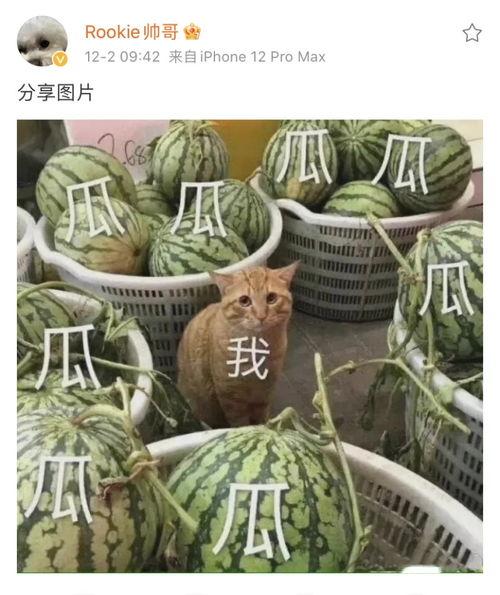 吃瓜图图文,一场视觉盛宴的狂欢