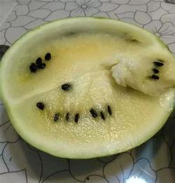 烂瓜可以吃吗,揭秘食品安全与保存之道