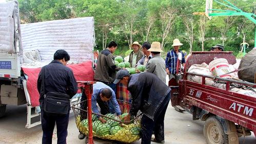 政和吃瓜群众,揭秘当地热点事件背后的故事