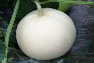 梦见摘梨瓜吃,揭秘摘梨瓜吃的神秘寓意