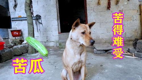 大狗吃绿瓜,一场奇妙的味蕾冒险