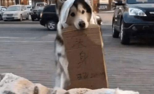 吃瓜遛狗,闲适生活新风尚