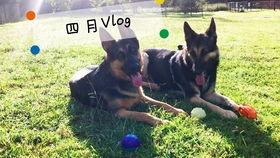 智障吃瓜,揭秘网络热点的背后真相