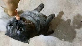 智障吃瓜,揭秘网络热点的背后真相