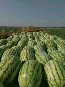 做梦自己贩卖西瓜吃瓜,一梦成真，我与西瓜的甜蜜邂逅