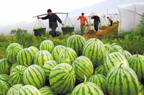 做梦自己贩卖西瓜吃瓜,一梦成真，我与西瓜的甜蜜邂逅