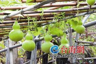 吃葫芦瓜有害吗,揭秘葫芦瓜是否有害