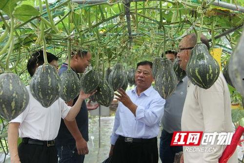 吃瓜衡阳最近,网络舆论背后的社会现象