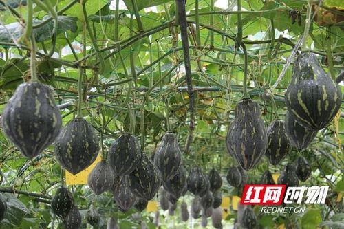 吃瓜衡阳最近,网络舆论背后的社会现象