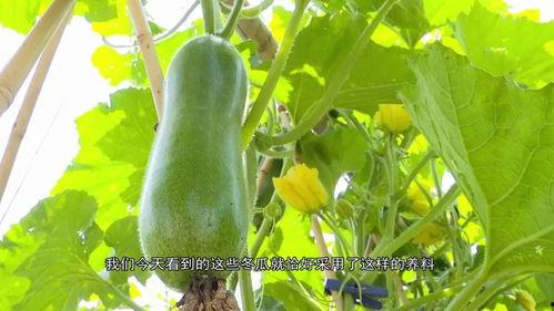 吃瓜第7集,揭秘幕后真相，剧情反转再掀高潮