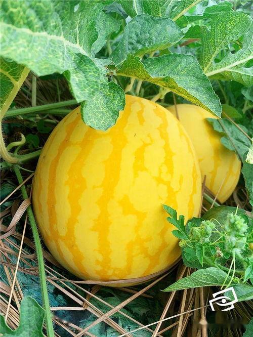 海川吃瓜,揭秘娱乐圈幕后故事