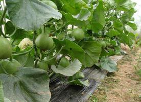 什么瓜吃瓜瓤最多,揭秘吃瓜瓤最多的瓜种