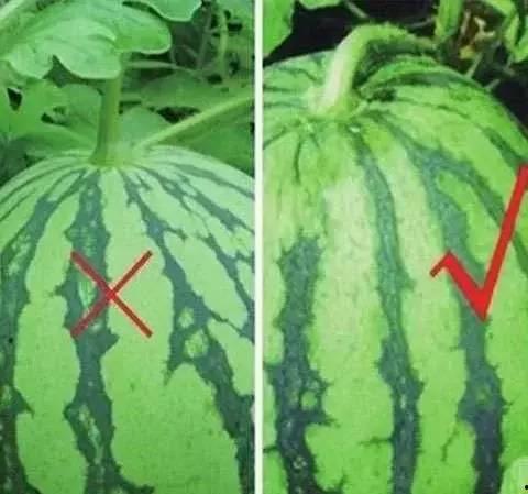 什么瓜吃瓜瓤最多,揭秘吃瓜瓤最多的瓜种