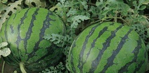 独特话语吃瓜系统