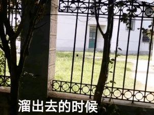 沈阳学校栏杆吃瓜,校园生活趣味横生