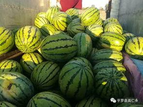 吃瓜节西瓜视频,西瓜视频带你领略夏日清凉盛宴