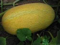 吃蜜瓜吃到酒味,意外发现瓜中酒韵之谜