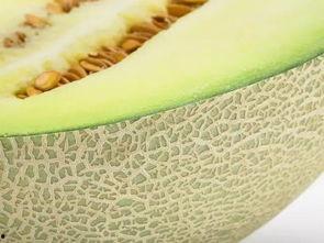 吃蜜瓜吃到酒味,意外发现瓜中酒韵之谜