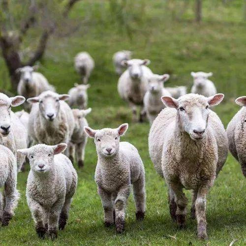 羊吃野高瓜吗,揭秘羊儿与野高瓜的奇妙缘分