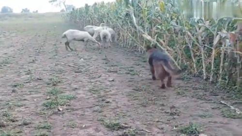 羊吃野高瓜吗,揭秘羊儿与野高瓜的奇妙缘分