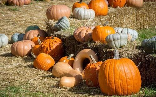 石棉吃瓜群众,揭秘网络热议背后的真实故事