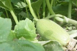 石棉吃瓜群众,揭秘网络热议背后的真实故事