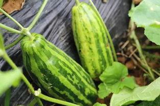 吃瓜看瓜是什么意思,网络热词背后的娱乐现象