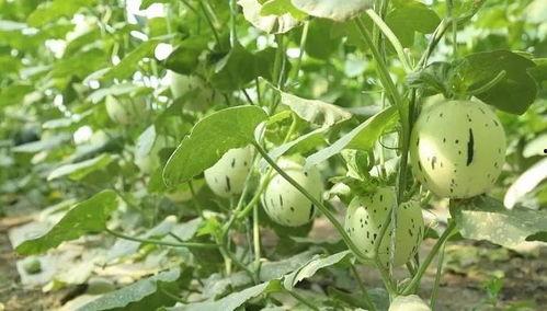 瓜州哪里吃牛头,探寻当地特色风味小吃