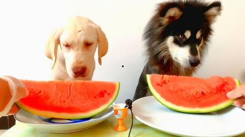 宠物吃瓜看热闹,看热闹的萌宠日常