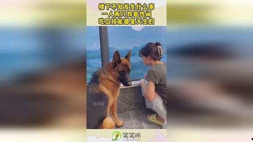 宠物吃瓜看热闹,看热闹的萌宠日常