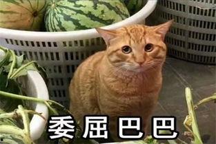吃瓜猫和西瓜网名,揭秘吃瓜猫与西瓜网的瓜界传奇