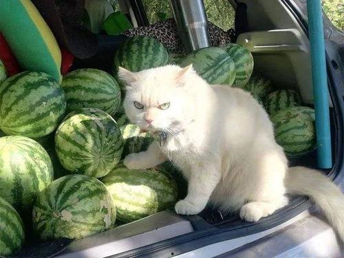 吃瓜猫和西瓜网名,揭秘吃瓜猫与西瓜网的瓜界传奇