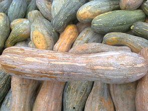 烂瓜可以吃吗,揭秘食品安全与保存之道