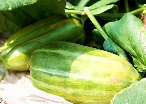 秋天的瓜吃不得,揭秘秋季不宜食用的瓜类