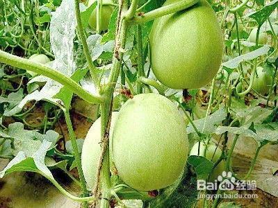 吃瓜的小果子,揭秘吃瓜小果子的魅力与奥秘