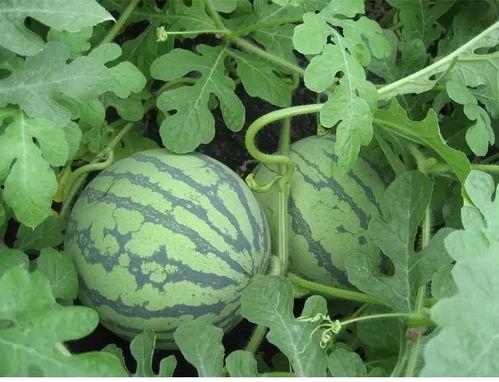 菠萝蜜吃瓜,夏日消暑美食之旅