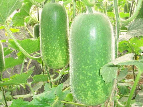 吃瓜008,网络红人的崛起与影响力