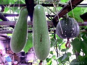 楼顶上吃瓜,揭秘城市楼顶的夏日风情