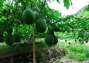 北京人吃吊瓜,吊瓜美食之旅