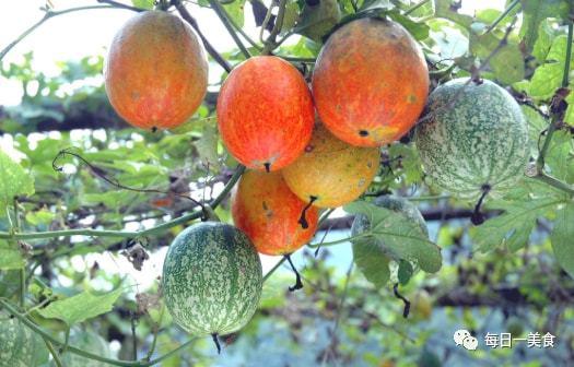 北京人吃吊瓜,吊瓜美食之旅