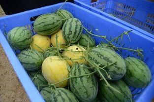 吃瓜群怎么对接,吃瓜群如何高效对接信息与资源