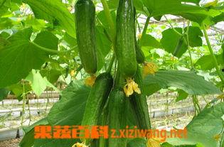 早晨可以吃小乳瓜吗,小乳瓜，早餐新选择